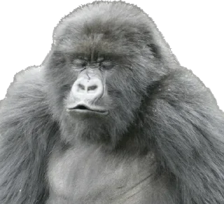 💋 emoji Dian Fossey gorillas Telegram sticker 19 of 39