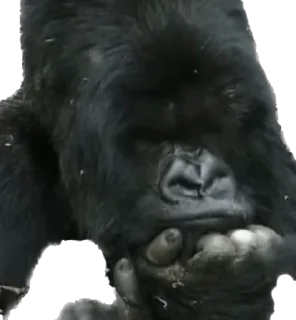😕 emoji Dian Fossey gorillas Telegram sticker 6 of 39