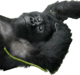 😴 emoji Dian Fossey gorillas Telegram sticker 16 of 39