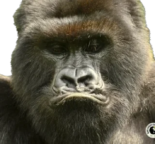 ☹️ emoji Dian Fossey gorillas Telegram sticker 21 of 39