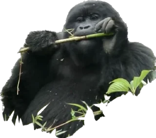 🥬 emoji Dian Fossey gorillas Telegram sticker 5 of 39