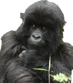😵‍💫 emoji Dian Fossey gorillas Telegram sticker 12 of 39