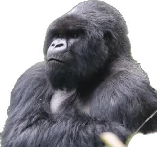 👿 emoji Dian Fossey gorillas Telegram sticker 11 of 39