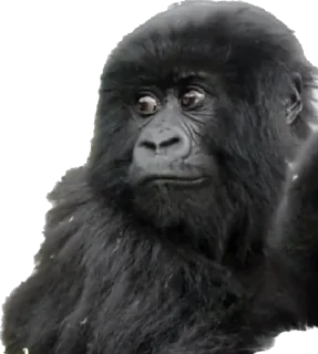 🥺 emoji Dian Fossey gorillas Telegram sticker 22 of 39