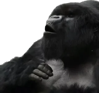 😌 emoji Dian Fossey gorillas Telegram sticker 4 of 39