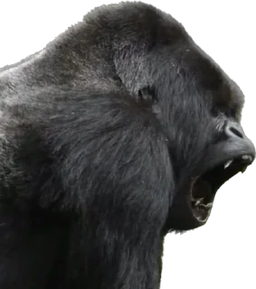 😧 emoji Dian Fossey gorillas Telegram sticker 17 of 39