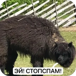 😠 emoji SQUARE MEMES от @Le_Pigeon1 Telegram sticker 3 of 61