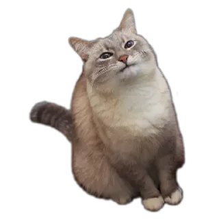 😨 emoji Yuki Memes Telegram sticker 5 of 81
