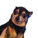 🙂 emoji doggos Telegram sticker 12 of 30