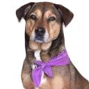 🎀 emoji doggos Telegram sticker 20 of 30