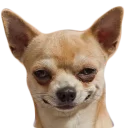 😆 emoji doggos Telegram sticker 18 of 30