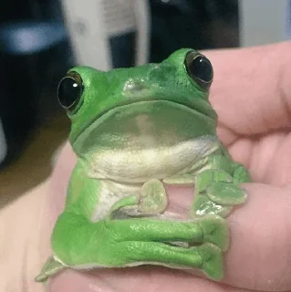 🐸 emoji -Frog🐸 [@BIueDaisy] Telegram sticker 19 of 50