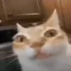 😐 emoji Котики муркотики (Enderskrynya Telegram sticker 16 of 109