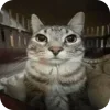 🐱 emoji Котики муркотики (Enderskrynya Telegram sticker 14 of 109