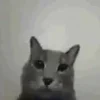 🤨 emoji Котики муркотики (Enderskrynya Telegram sticker 11 of 109