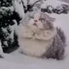 😺 emoji Котики муркотики (Enderskrynya Telegram sticker 10 of 109