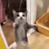 😼 emoji Котики муркотики (Enderskrynya Telegram sticker 24 of 109