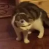 🤔 emoji Котики муркотики (Enderskrynya Telegram sticker 5 of 109