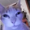 🌟 emoji Котики муркотики (Enderskrynya Telegram sticker 17 of 109