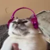 😼 emoji Котики муркотики (Enderskrynya Telegram sticker 6 of 109