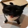🐱 emoji Котики муркотики (Enderskrynya Telegram sticker 18 of 109