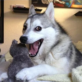 🐶 emoji Meme Essentials Telegram sticker 5 of 45