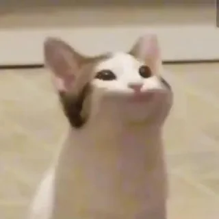😺 emoji Meme Essentials Telegram sticker 14 of 45