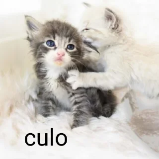 Sticker from cacca culo pisnelo