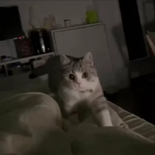 🐈 emoji ◟‌‌‌‌‌‌‌‌ ‌‌‌ 𝖼𝖺t        ᎓‌  @DewPack  ◞ Telegram sticker 12 of 50