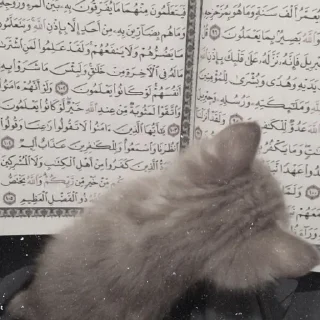 🌟 emoji Islam🕋💓 Telegram sticker 7 of 16