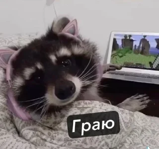Sticker from Raccoons