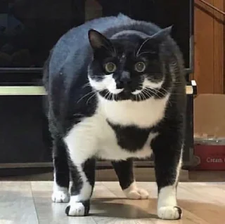 Sticker from fat cat
