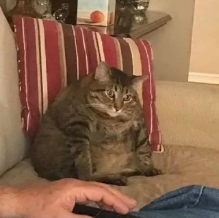 Sticker from fat cat