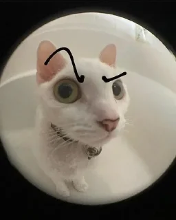 😾 emoji Кошарики Telegram sticker 8 of 47