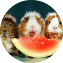 🍉 emoji Fat Cuy Telegram sticker 22 of 120