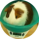 🌗 emoji Fat Cuy Telegram sticker 11 of 120