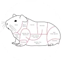 🍗 emoji Fat Cuy Telegram sticker 10 of 120