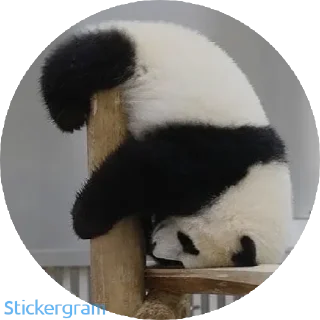 Sticker from Panda 🐼