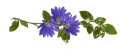 🌹 emoji فواصل 🌷🌷🌷🌷 Telegram sticker 10 of 63