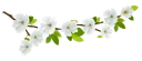 🌹 emoji فواصل 🌷🌷🌷🌷 Telegram sticker 9 of 63