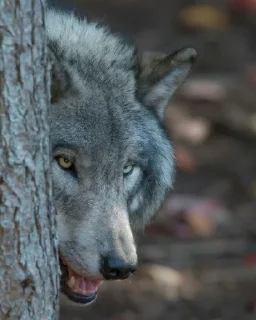 👀 emoji Wolf Telegram sticker 18 of 53