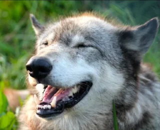 😁 emoji Wolf Telegram sticker 8 of 53