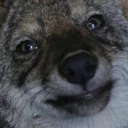Sticker from Coyote faces
