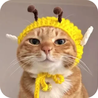🐱 emoji IELTS_Jahani Telegram sticker 14 of 112