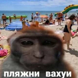 👌 emoji вахуи Telegram sticker 8 of 13