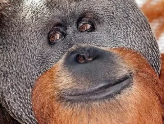 🦍 emoji Ape Team 500 Telegram sticker 21 of 88