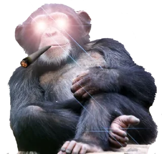 🦍 emoji Ape Team 500 Telegram sticker 14 of 88