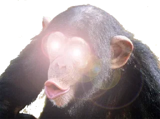 🦍 emoji Ape Team 500 Telegram sticker 13 of 88