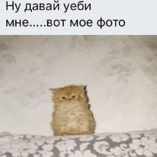 🫣 emoji ꒰⑅ᵕ༚ᵕ꒱˖♡котики в анапе♡˖꒰ᵕ༚ᵕ⑅꒱ Telegram sticker 13 of 24