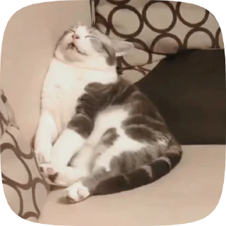 🐱 emoji Video with cats #524 @StickersPackRobot Telegram sticker 12 of 50